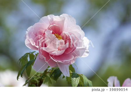 ガーデンの牡丹 39899054
