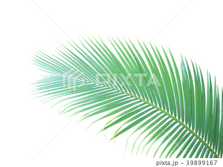 Green palm leaf isolated on white background Green palm leaf isolated on white background 39899167