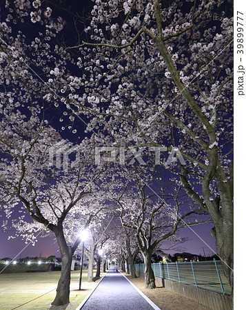 阿漕ケ浦公園の夜桜 39899777