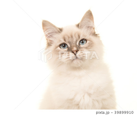 Portrait of a birman kitten cat with blue eyes on Portrait of a birman kitten cat with blue eyes on 39899910