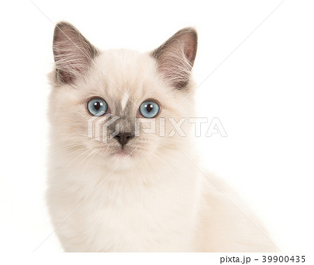 Portrait of a rag doll baby cat with blue eyes Portrait of a rag doll baby cat with blue eyes 39900435