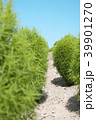 こびとの通り道 39901270