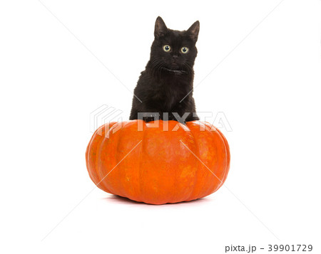 Young cute black cat in an orange pumpkin 39901729