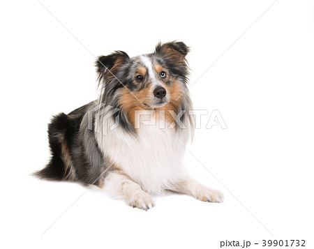 Shetland sheepdog lying down 39901732