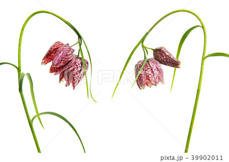Two blooming fritillary flowers  39902011