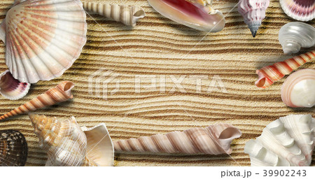exotic seashells on the sand 39902243