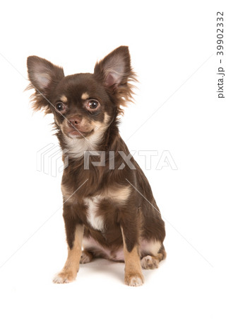 Young adult sitting brown chihuahua dog 39902332