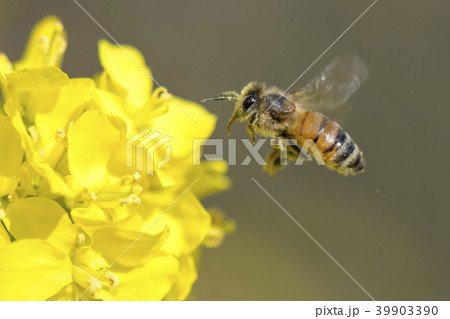 Honey bee flying around canola flower Honey bee flying around canola flower 39903390