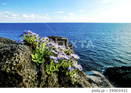 済州島 西帰浦市 秋の花 39903432