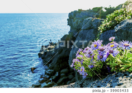 済州島 西帰浦市 秋の花 39903433