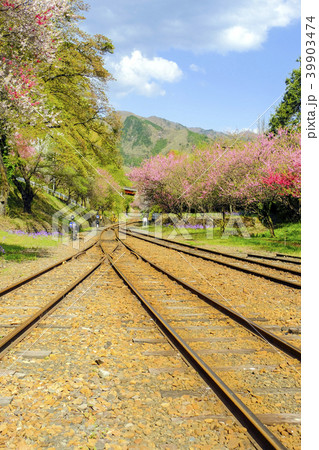 花のわたらせ渓谷鉄道(縦) 花のわたらせ渓谷鉄道(縦) 39903474