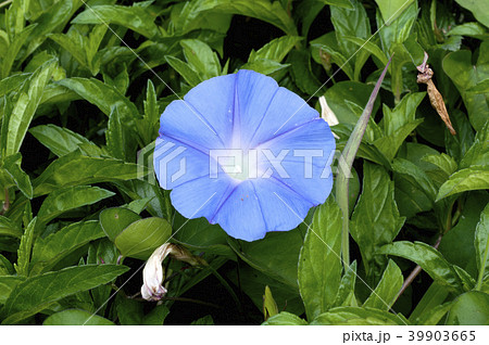 ノアサガオ ノアサガオ 39903665