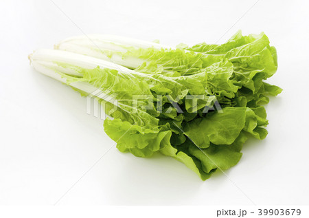 山東菜 山東菜 39903679