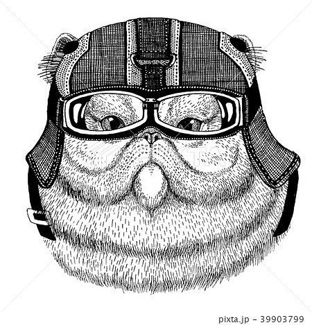 Persian cat Hipster animal wearing motorycle 39903799