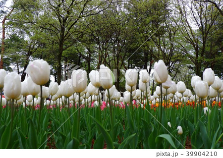 チューリップ ひたち海浜公園 チューリップ ひたち海浜公園 39904210