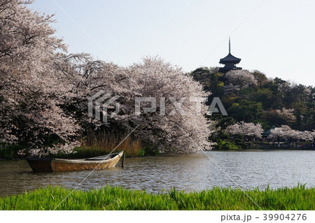 3月 横浜248三重塔と満開の桜・三渓園 3月 横浜248三重塔と満開の桜・三渓園 39904276