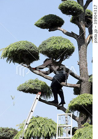 剪定 庭師 男性の写真素材