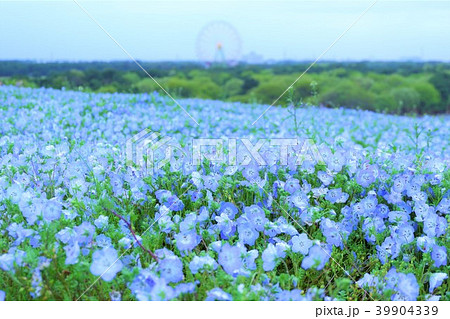 ネモフィラ ひたち海浜公園 ネモフィラ ひたち海浜公園 39904339