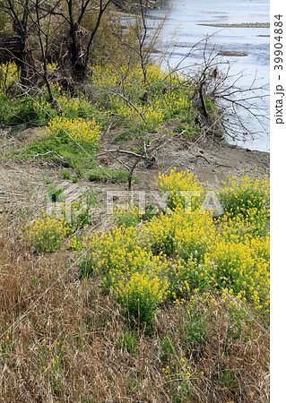 春に川沿い土手に咲く花ばな 春に川沿い土手に咲く花ばな 39904884