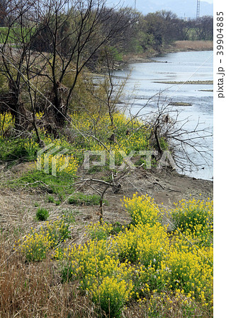 春に川沿い土手に咲く花ばな 39904885