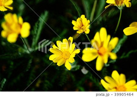 ユリオプスデージーの花 39905464