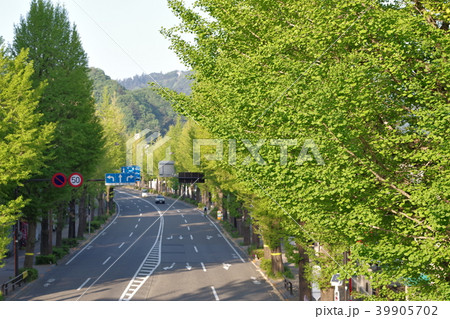 甲州街道のイチョウ並木、東京の風景、 甲州街道のイチョウ並木、東京の風景、 39905702