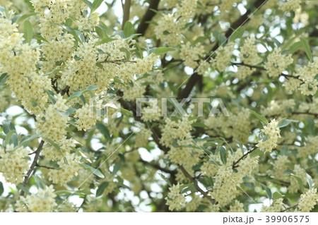自然　植物　アキグミ、蕾が膨らんで十日ほど。一気に満開になりました 39906575