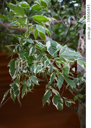 ネグンドカエデ 39906845