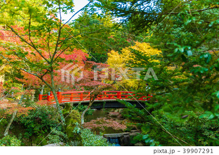 秋の紅葉谷公園 秋の紅葉谷公園 39907291