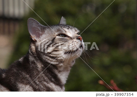 見上げる猫 見上げる猫 39907354
