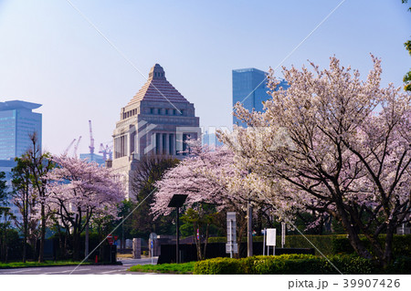 桜並木と国会議事堂の写真素材