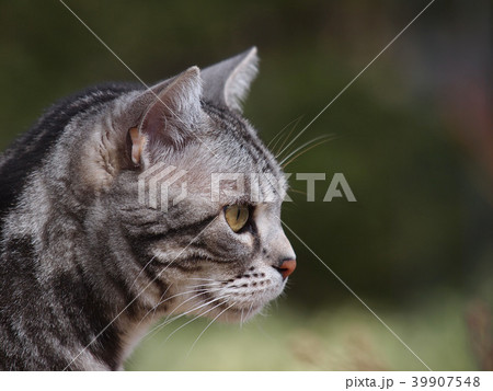 庭の猫　横向きアップ 39907548