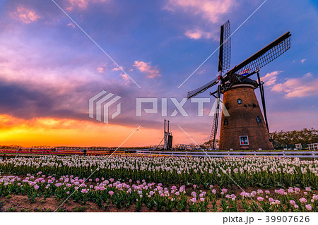 田園風景 チューリップ畑とオランダ風車 佐倉 の写真素材