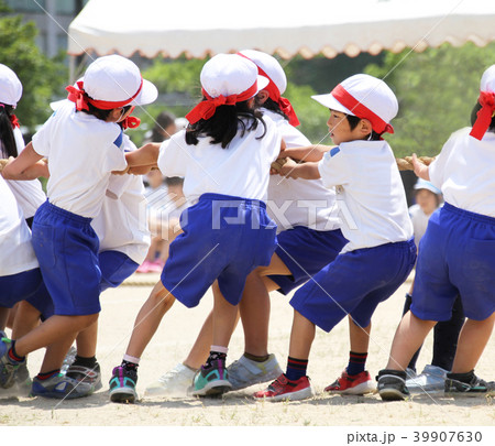 小学校の運動会 低学年の綱引 小学校の運動会 低学年の綱引 39907630