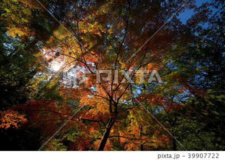 昇仙峡もみじ回廊の紅葉 昇仙峡もみじ回廊の紅葉 39907722