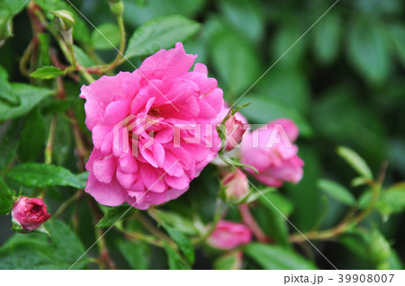 薔薇 バラ科 バラ 39908007