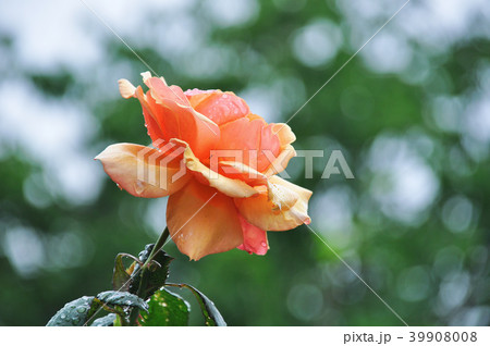 薔薇 バラ科 バラ 39908008