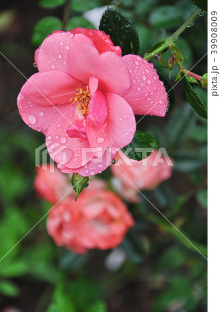 薔薇 バラ科 バラ 39908009