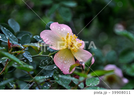 薔薇 バラ科 バラ 39908011