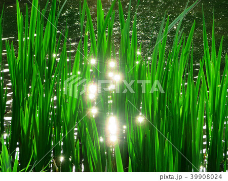 池の水面の反射光と菖蒲 39908024