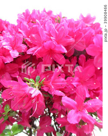 ピンクヤマツツジ/希少色【現品発送】管理70725 ピンクヤマツツジ/希少