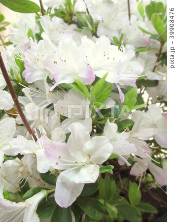 白色のツツジ(品種名 薄縁り うすゆかり) 白色のツツジ(品種名 薄縁り うすゆかり) 39908476