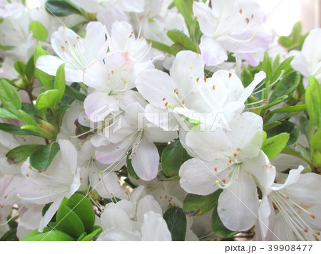 白色のツツジ(品種名　薄縁り　うすゆかり) 39908477