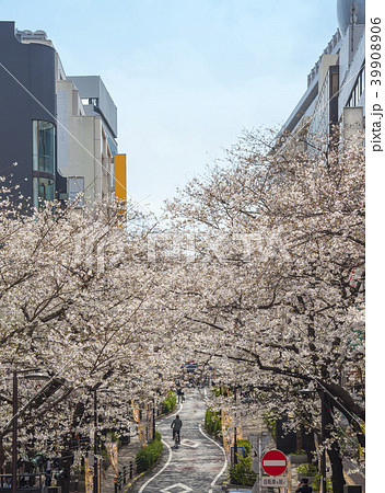 渋谷桜丘のさくら通り（東京都渋谷区） 39908906