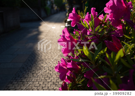 石畳の径に光射すツツジ 日本の風情 川越 養寿院門前横丁 石畳の径に光射すツツジ 日本の風情 川越 養寿院門前横丁 39909282