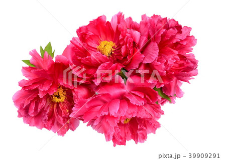 牡丹の花 牡丹の花 39909291