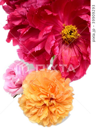 春の花々イメージ素材 39909293