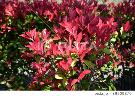 垣根によく使われるベニカナメ 赤と緑のコントラストがきれいの写真素材