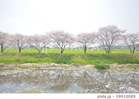 草場川　さくら並木 39910089