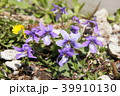 スミレ科スミレ属 39910130